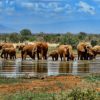 ZooPark: New Spyware Campaign Targets Android Users in the MENA elephant-1065632_1280